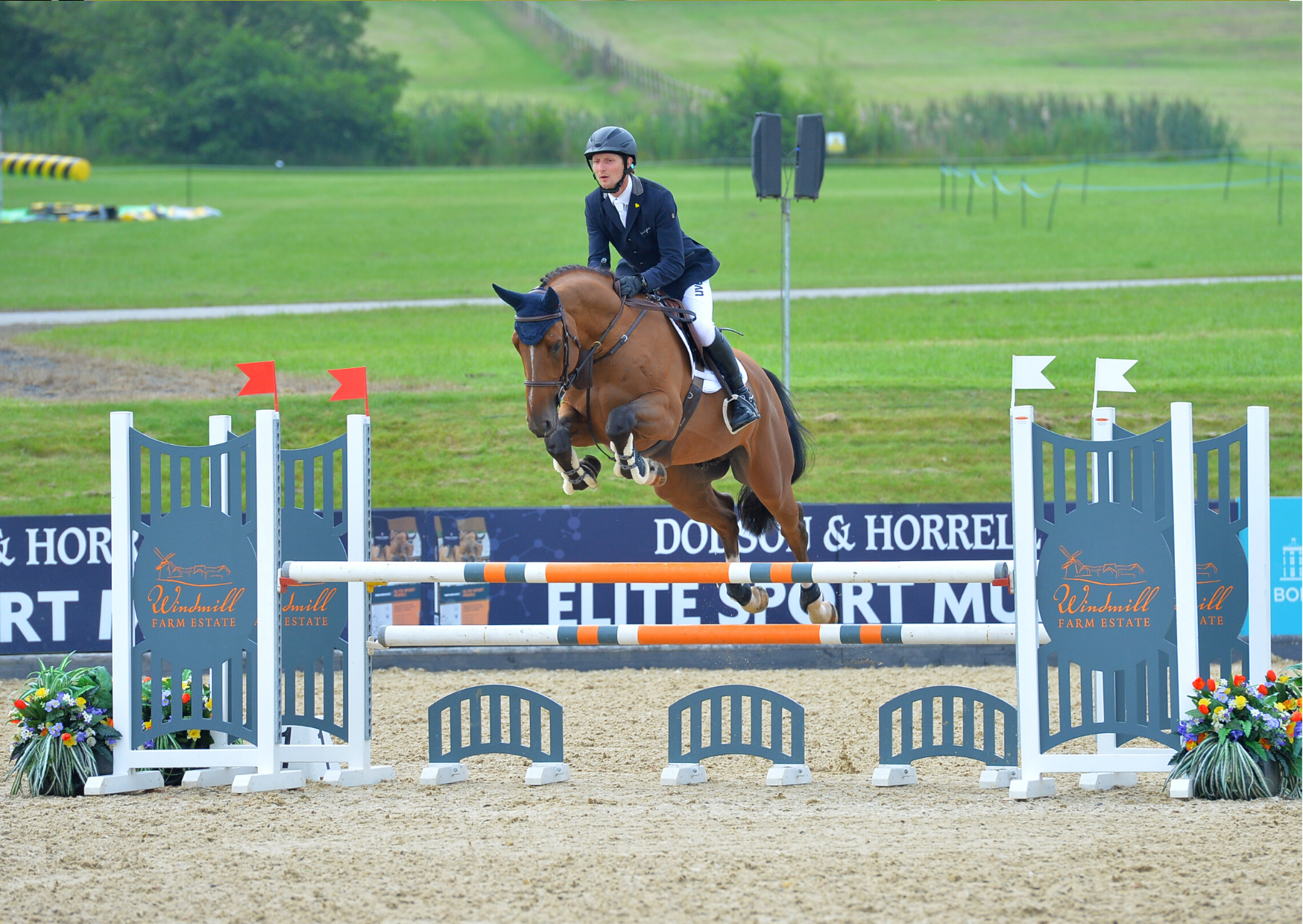 Ashdale Goldstar - Stallion AI Services - Ashdale Sports Horses Ltd Ashdale Goldstar - Stallion AI Services - Ashdale Sports Horses Ltd